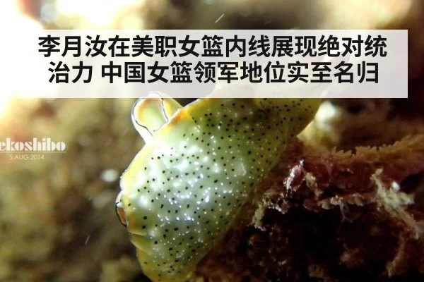 李月汝在美职女篮内线展现绝对统治力 中国女篮领军地位实至名归